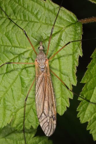Réf. 118 520 : Tipula sp.
