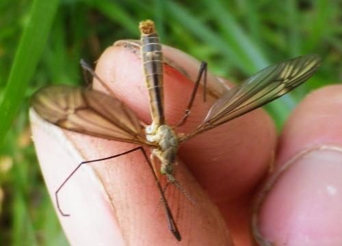 Tipula vernalis