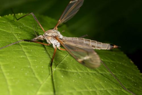 Tipula luna