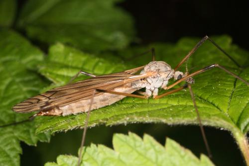 Réf. 118 540 : Tipula sp.