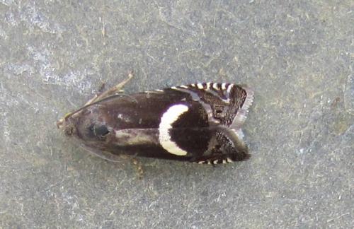 Réf. 118 292 : Grapholita lunulana