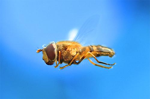 Epistrophe eligans