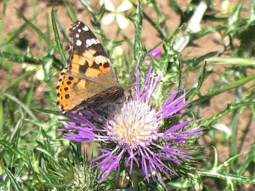 Réf. 118 260 : Vanessa cardui