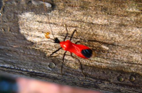 Vesbius purpureus