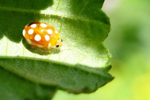 Vibidia duodecimguttata