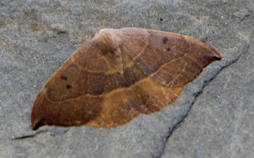 Réf. 118 359 : Watsonalla uncinula