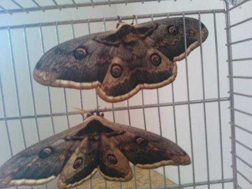 Réf. 118 555 : Saturnia pyri