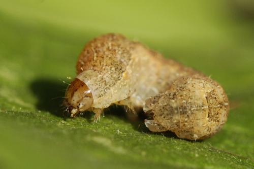 Xestia triangulum