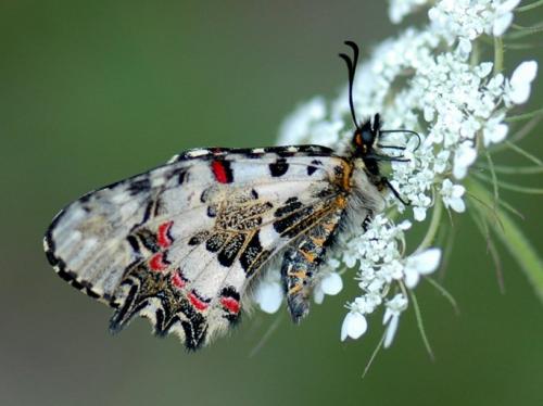 Zerynthia cerisy cypria