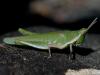 118311 – Photo : Christian Widmann – Chypre