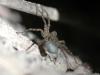 Pardosa sp.