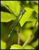 118188 – Photo : Josselyne Bayle – France (33)