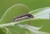 118754 – Photo : Insectesidf – France (61)