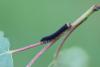 118752 – Photo : Insectesidf – France (61)