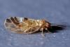 118091 – Photo : Christophe Quintin – France (21)