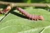 118439 – Photo : Insectesidf – France (61)