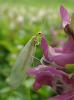 118632 – Photo : Annie Schaetzel – France (54)