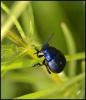 118824 – Photo : Josselyne Bayle – France (33)