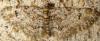 118350 – Photo : Jean Marc MERIGOT – France (27)