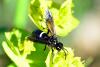 118677 – Photo : Fabricius – France (13)