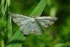 118639 – Photo : Fabricius – France (13)
