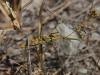 118778 – Photo : Christian Widmann – Chypre