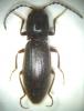 Arctapila bruckii