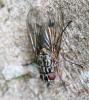 Phaonia subventa