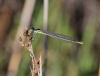 118271 – Photo : Duborget Robin – France (20)