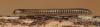 118341 – Photo : Duborget Robin – France (20)