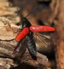 118502 – Photo : Duborget Robin – France (20)