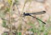 118911 – Photo : Duborget Robin – France (20)
