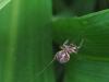 Larinioides sclopetarius