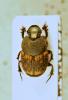 118080 – Photo : vanderbergh – France (61)