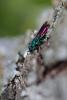 118367 – Photo : Insectesidf – France (61)