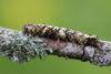 118366 – Photo : Insectesidf – France (61)