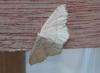 118212 – Photo : Dominique THAUVIN – France (45)