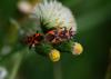 118106 – Photo : Sylvie Berthe – France (28)
