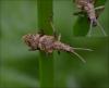 Rhagium mordax