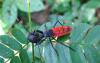 118268 – Photo : Michalke Friedrich – Laos