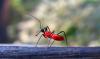 118554 – Photo : Michalke Friedrich – Laos