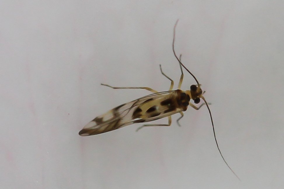 Daniel Ventard - Graphopsocus cruciatus - réf. 118055 (973 x 649 pixels, 41 ko)