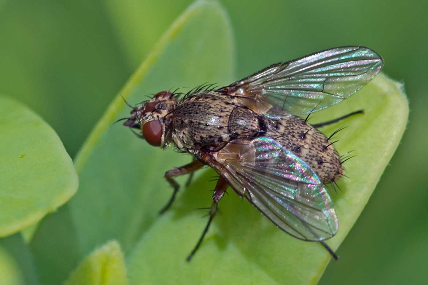 Eugène Vandebeulque - Siphona (Siphona) geniculata - réf. 118633 (1400 x 934 pixels, 74 ko)