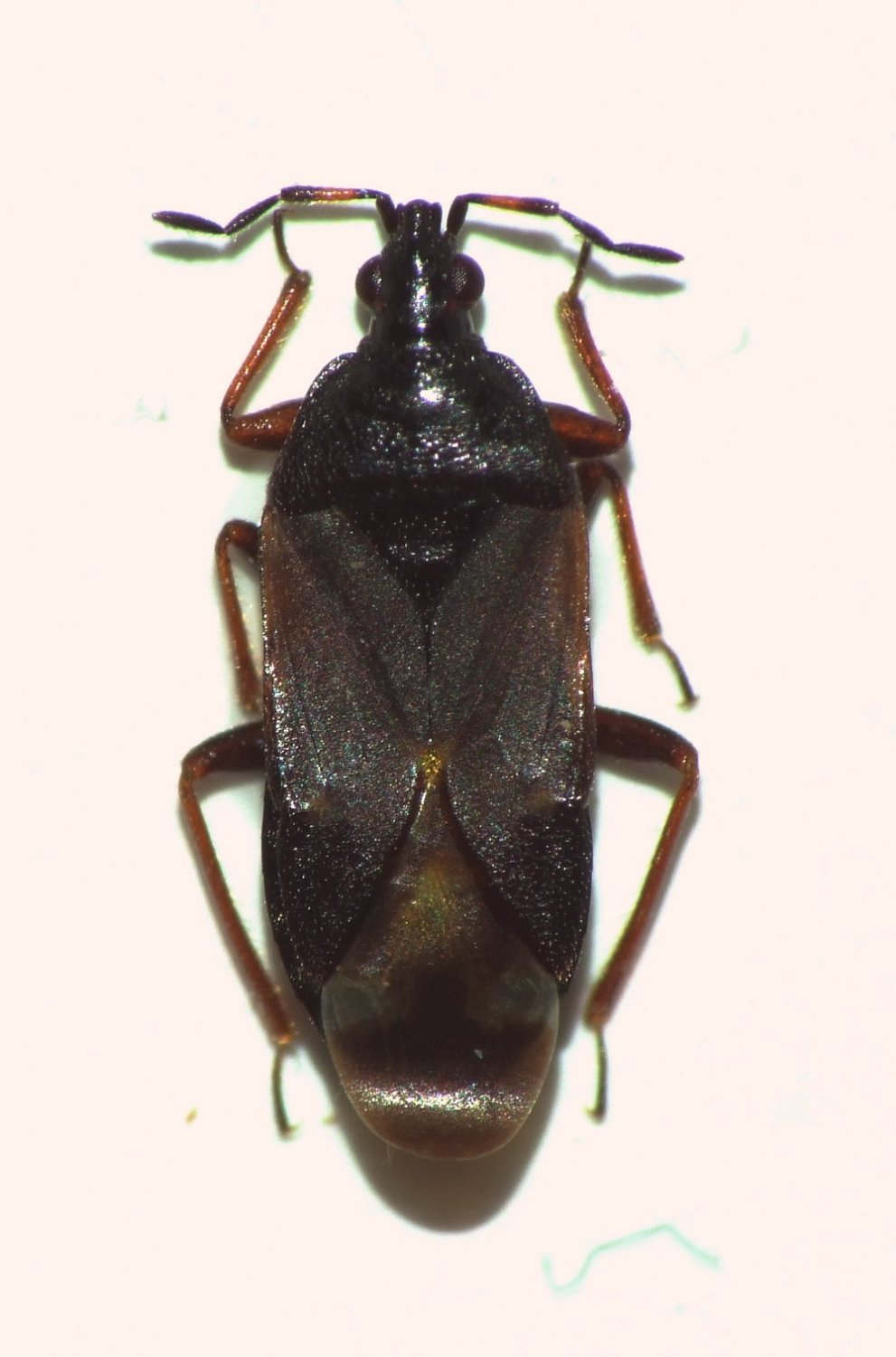 Magalie Mazuy - Anthocoris amplicollis - réf. 118283 (991 x 1500 pixels, 119 ko)