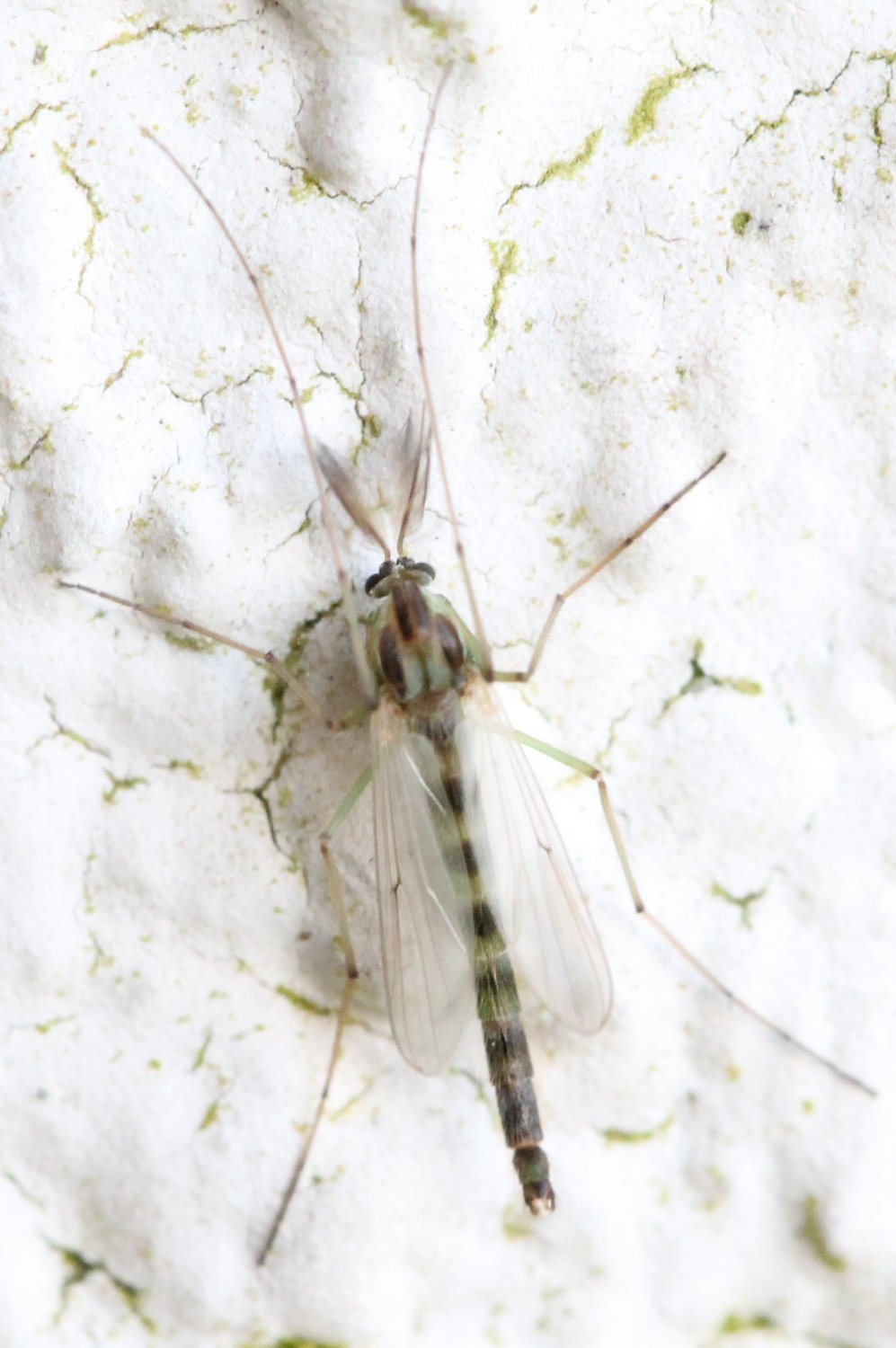 Renko Usami - Chironomus sp. - réf. 118044 (997 x 1500 pixels, 151 ko)