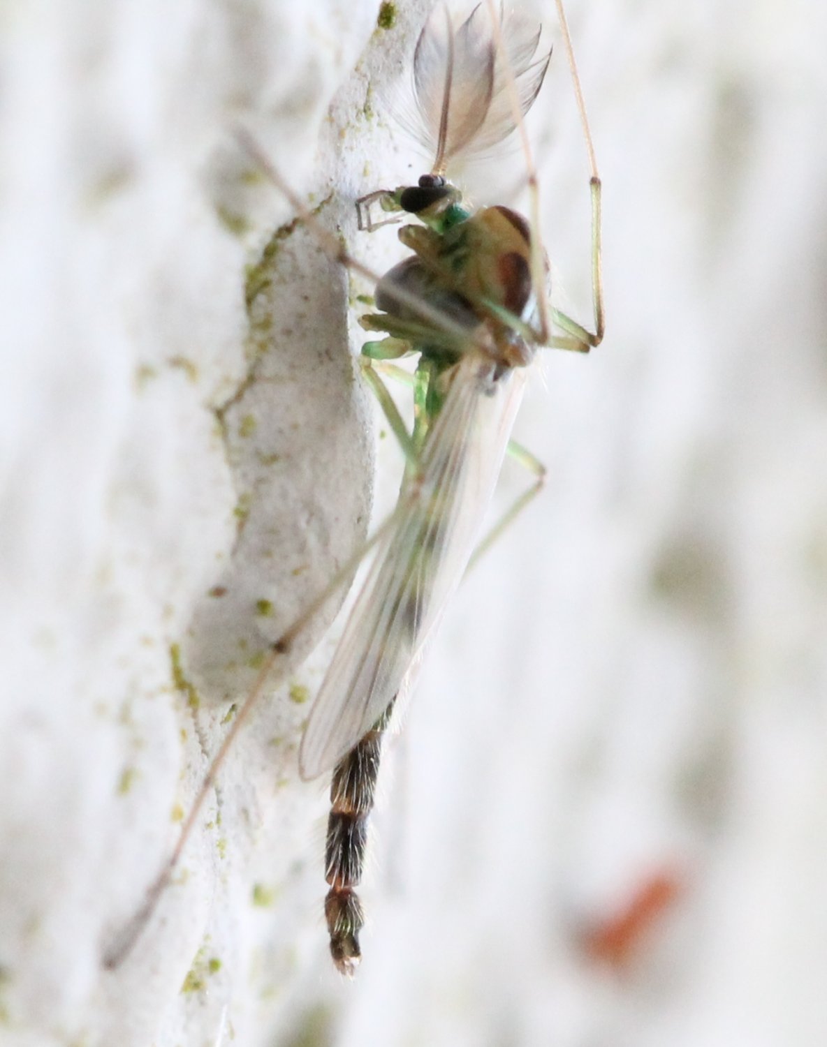Renko Usami - Chironomus sp. - réf. 118045 (1184 x 1500 pixels, 138 ko)