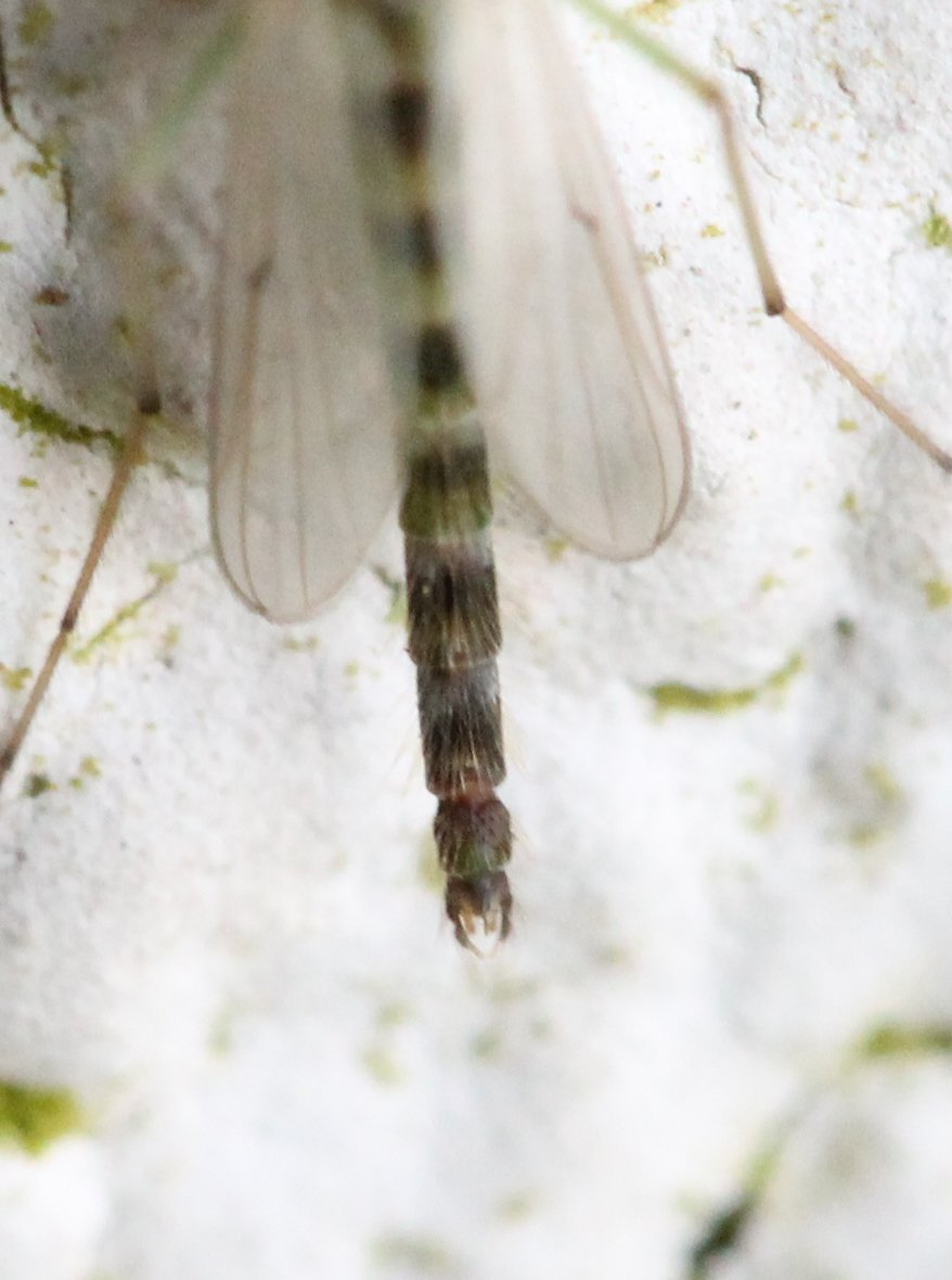 Renko Usami - Chironomus sp. - réf. 118046 (878 x 1180 pixels, 99 ko)