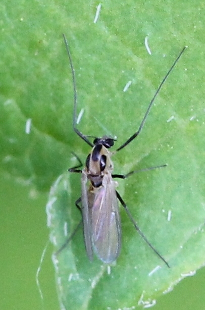 Renko Usami - Orthocladiinae inconnu - réf. 118659 (406 x 614 pixels, 140 ko)