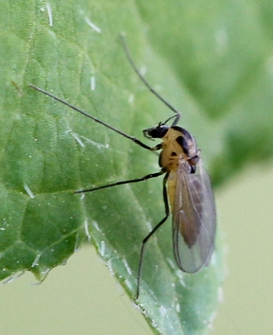 Renko Usami - Orthocladiinae inconnu - réf. 118660 (555 x 681 pixels, 194 ko)