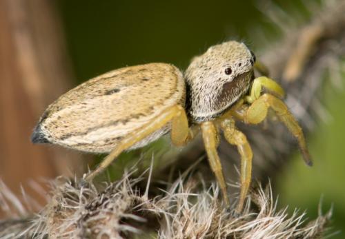 Réf. 119 627 : Heliophanus sp.